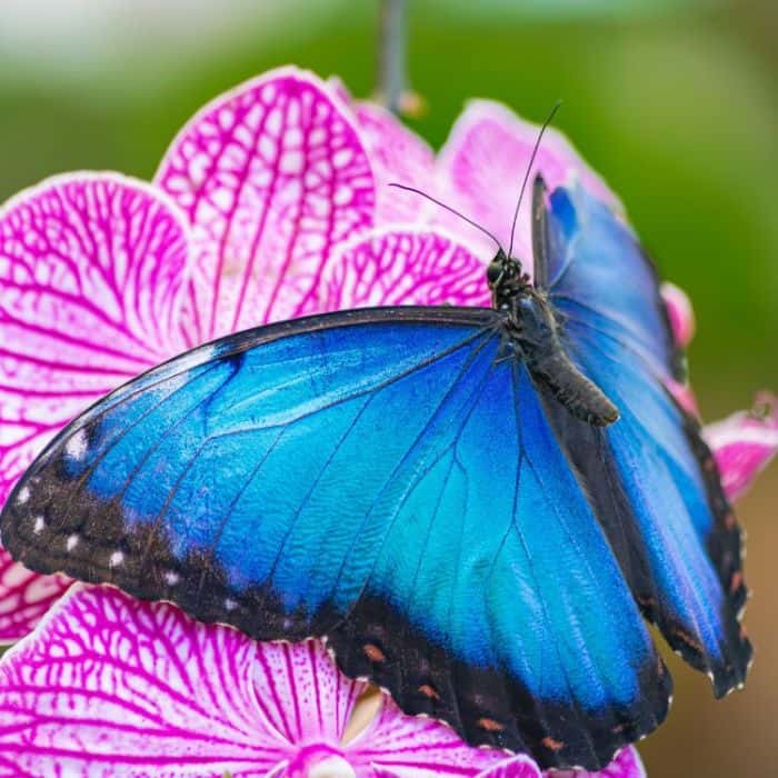 Blue Morpho Blue Morpho