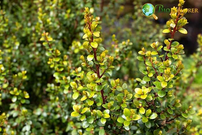 African Boxwood