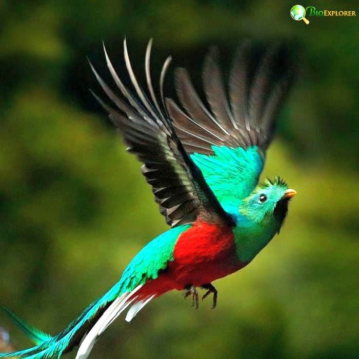 Resplendent Quetzal Resplendent Quetzal