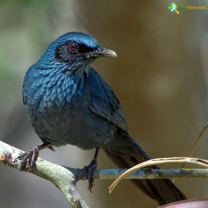 Blue Mockingbird Blue Mockingbird
