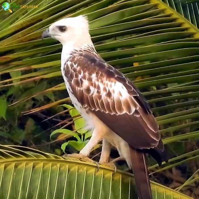 Changeable Hawk Eagle Changeable Hawk Eagle
