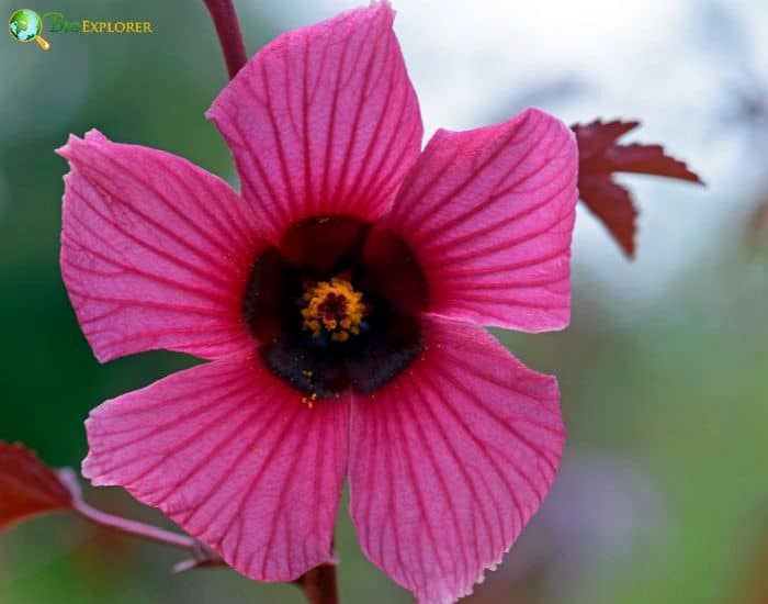 False Roselle (Hibiscus Acetosella) False Roselle (Hibiscus Acetosella)