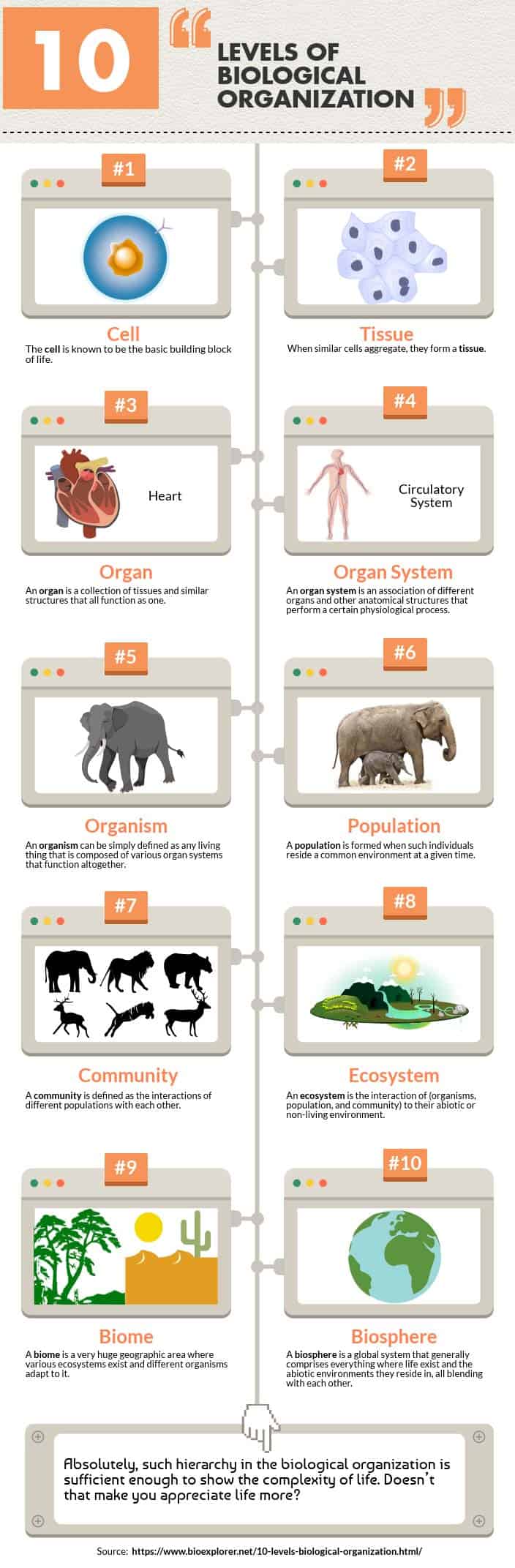 Levels of Biological Organization (Infographics) Levels of Biological Organization (Infographics)