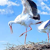 Storks, Herons & Vultures (Ciconiiformes)