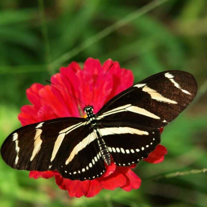 Zebra Longwing Zebra Longwing