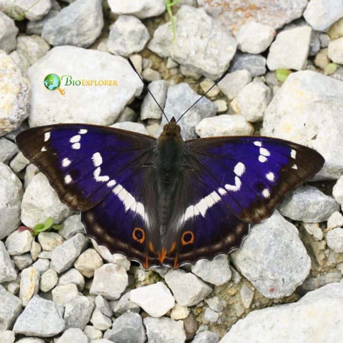 Purple Emperor Purple Emperor
