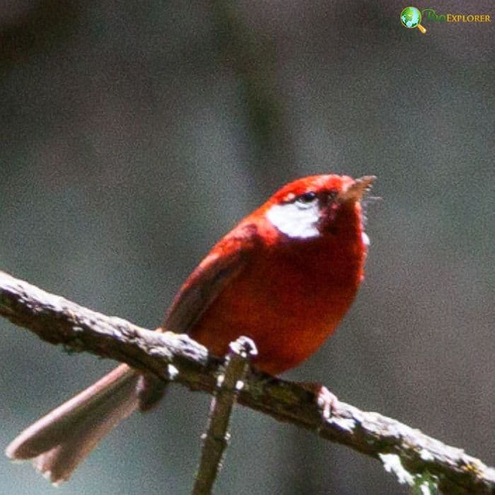 Red Warbler Red Warbler