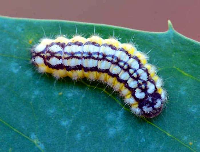 Laurelcherry smoky moth caterpillar Laurelcherry smoky moth caterpillar
