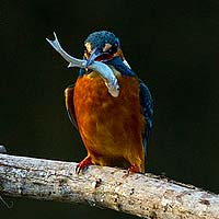 Kingfishers, Rollers, & Bee-eaters (Coraciiformes)