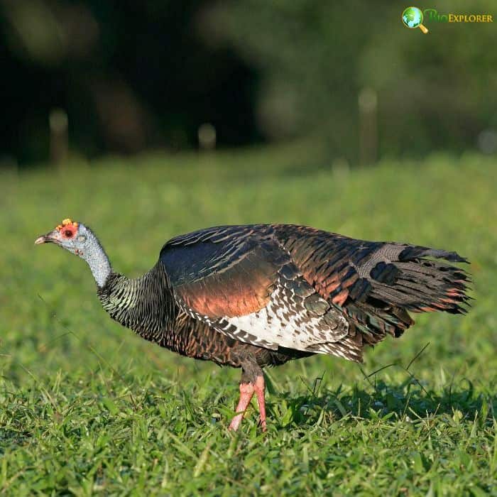 Ocellated Turkey Ocellated Turkey