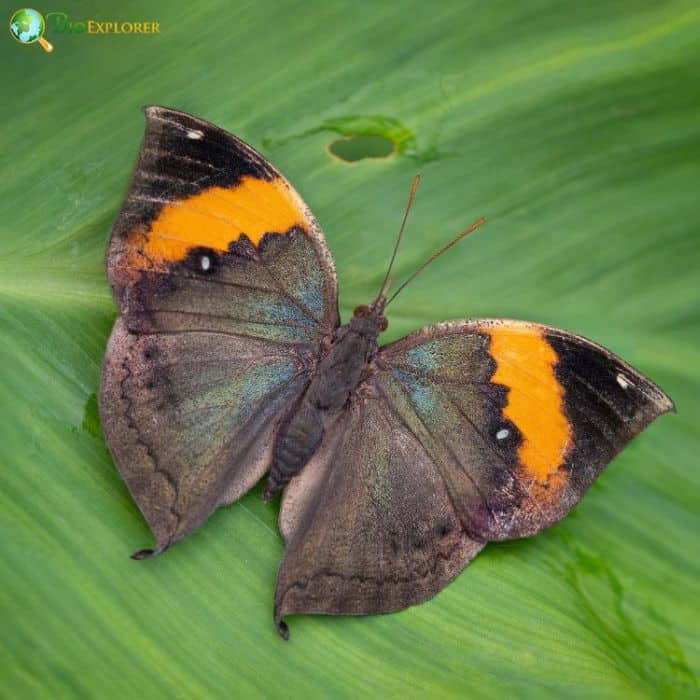 Orange Oakleaf Butterfly Orange Oakleaf Butterfly