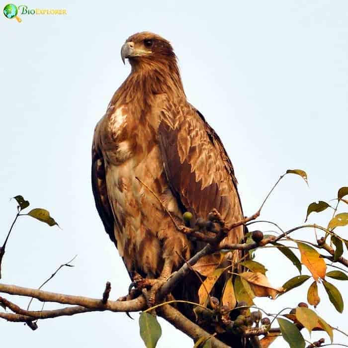 Pallas's Fish Eagle Pallas's Fish Eagle