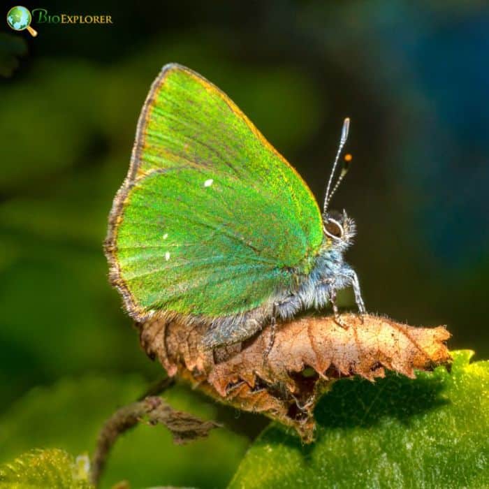 Green Hairstreak Green Hairstreak