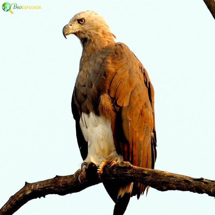Lesser Fish Eagle Lesser Fish Eagle