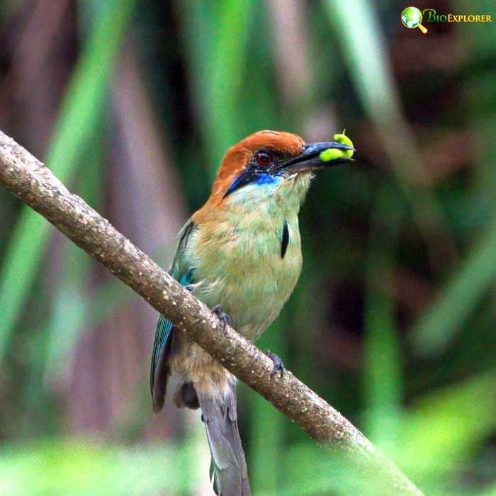 Russet Crowned Motmot Russet Crowned Motmot