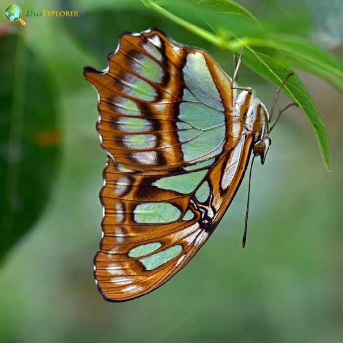 Malachite Butterfly Malachite Butterfly