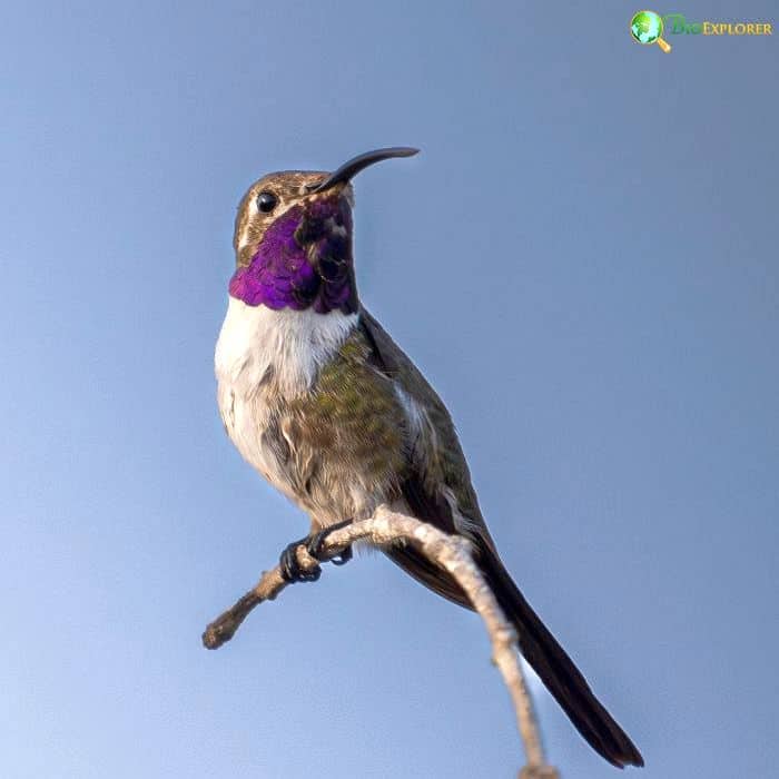 Violet Crowned Hummingbird Violet Crowned Hummingbird