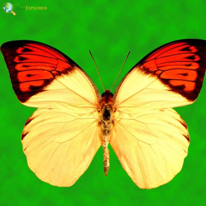 Great Orange Tip Great Orange Tip