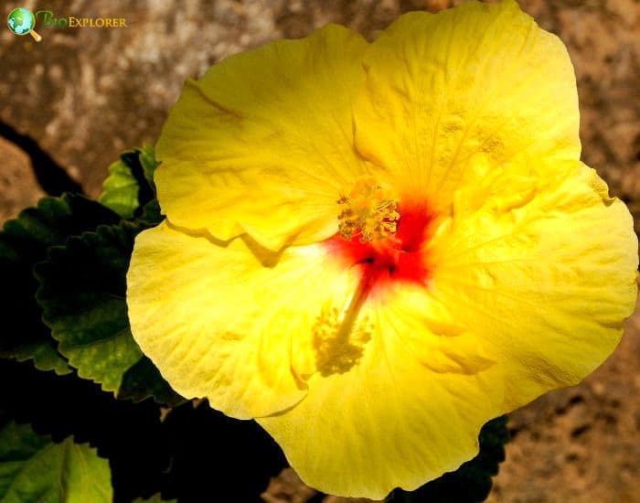 Hau Kuahiwi (Hibiscus Brackenridgei) Hau Kuahiwi (Hibiscus Brackenridgei)