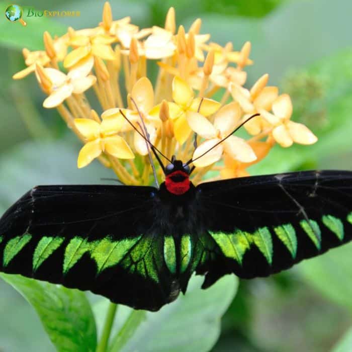 Rajah Brookes Birdwing Rajah Brookes Birdwing