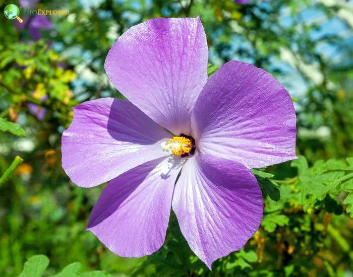 Alyogyne (Hibiscus Huegelii) Alyogyne (Hibiscus Huegelii)