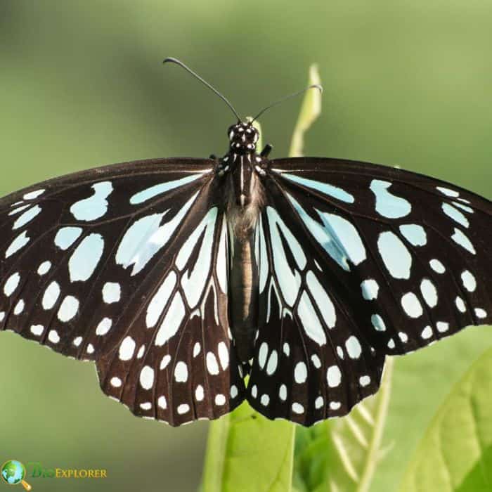 Blue Tiger Blue Tiger