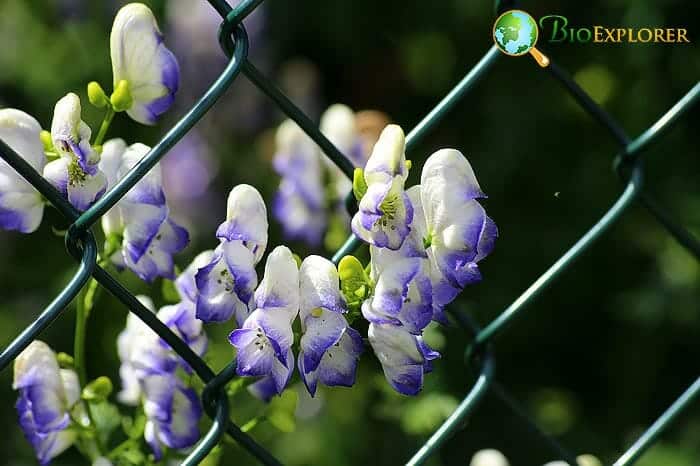 Aconite