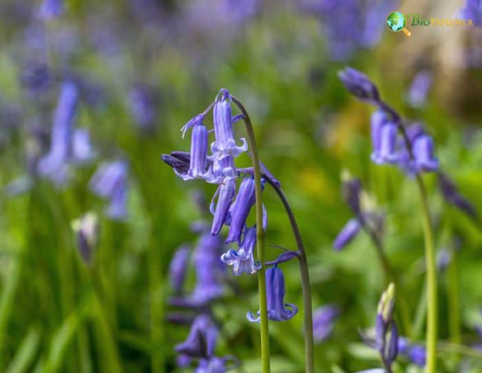 Bluebell Physical Description Bluebell Physical Description