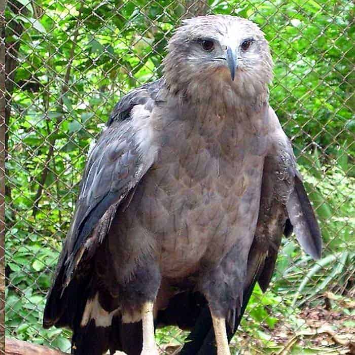 Chaco Eagle Chaco Eagle