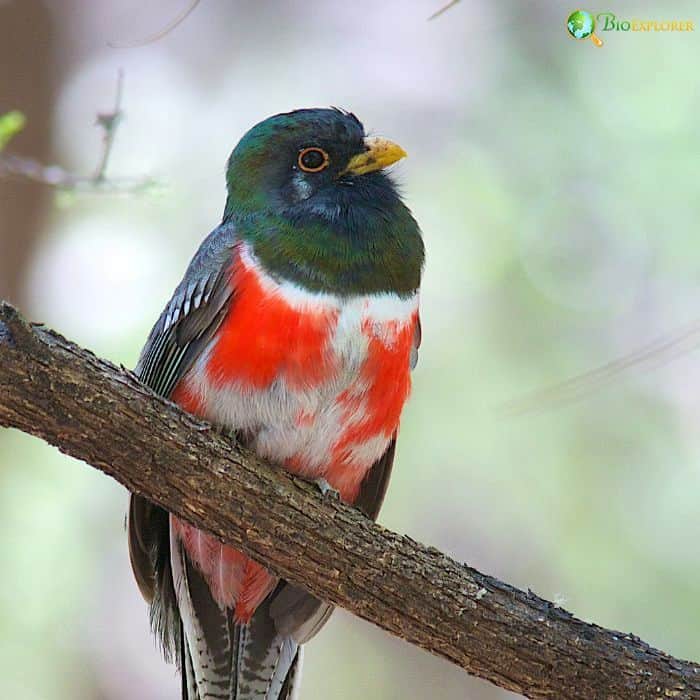 Elegant Trogon Elegant Trogon