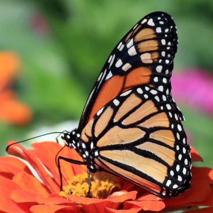Monarch Butterfly Monarch Butterfly