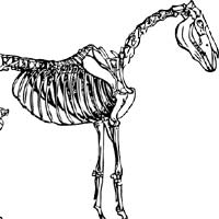 2. Vertebrates