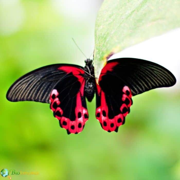 Scarlet Mormon Scarlet Mormon