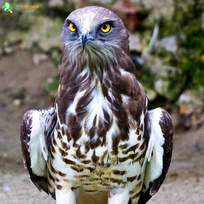 Short-toed Snake Eagle Short-toed Snake Eagle
