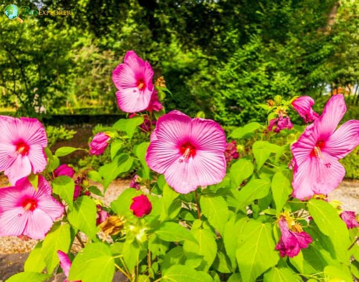 Rosemallow (Hibiscus Palustris) Rosemallow (Hibiscus Palustris)