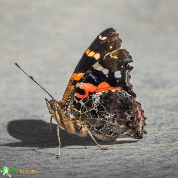Indian Red Admiral Indian Red Admiral