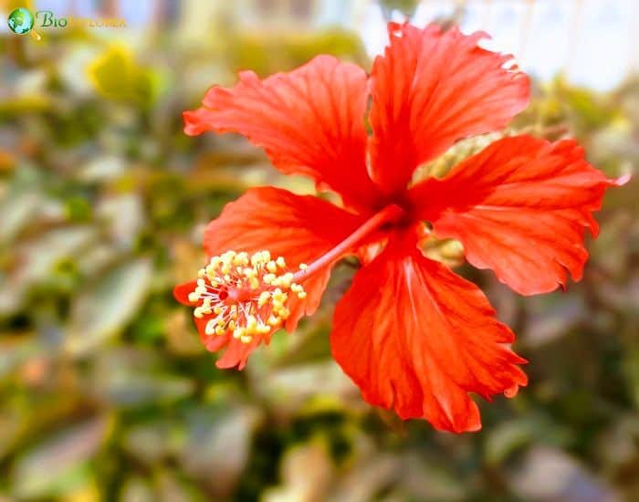 Mandrinette (Hibiscus Fragilis) Mandrinette (Hibiscus Fragilis)