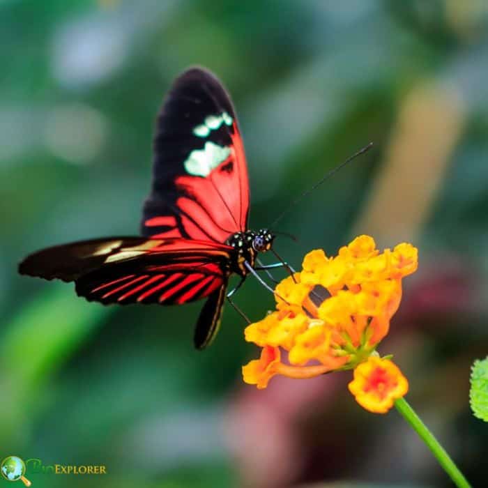 Postman Butterfly Postman Butterfly