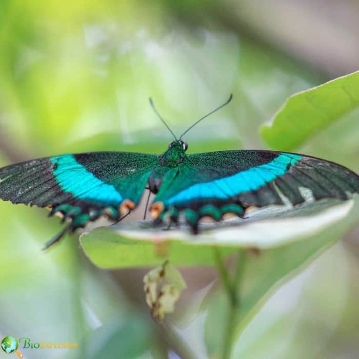 Green Banded Swallowtail Green Banded Swallowtail