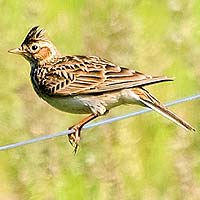 Perching Birds (Passeriformes)