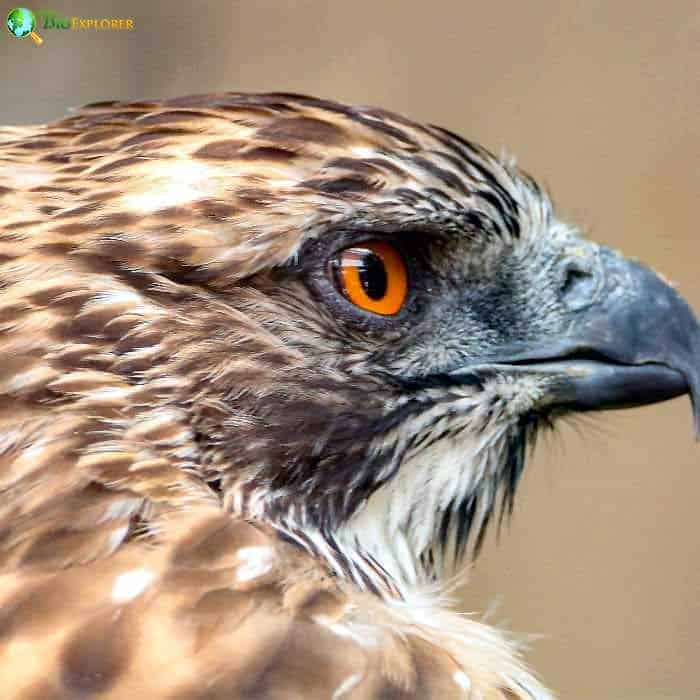 Mountain Hawk Eagle Mountain Hawk Eagle