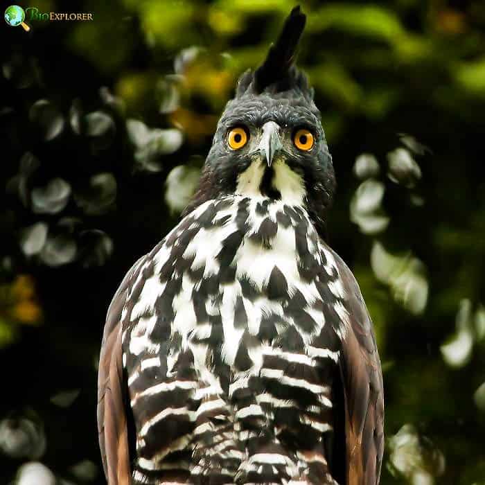 Blyth's Hawk Eagle Blyth's Hawk Eagle