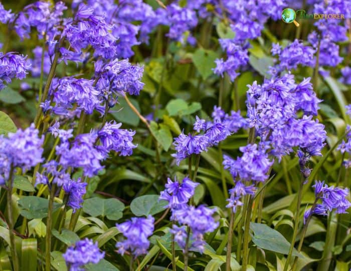 Bluebell Lifecycle and Reproduction Bluebell Lifecycle and Reproduction
