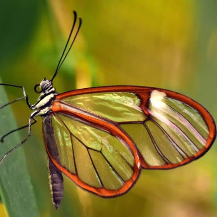 Glasswing Butterfly Glasswing Butterfly