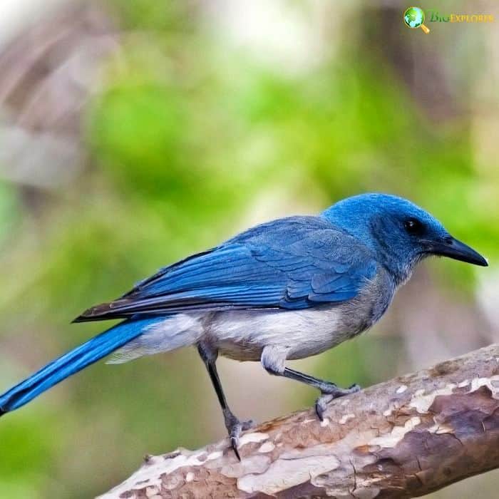 Mexican Jay Mexican Jay