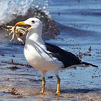 Albatrosses & Petrels (Procellariiformes)