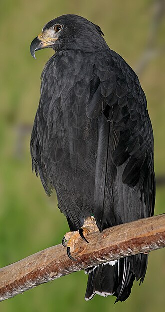 File:Solitary Eagle.jpg