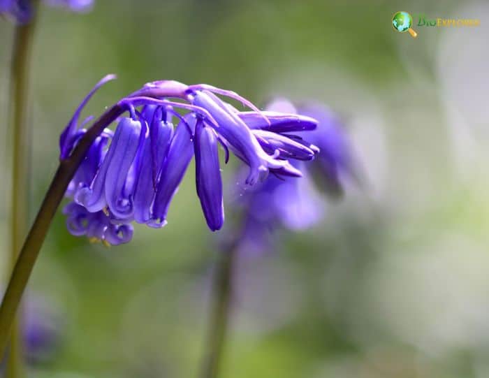 Bluebell Geographic Range Bluebell Geographic Range