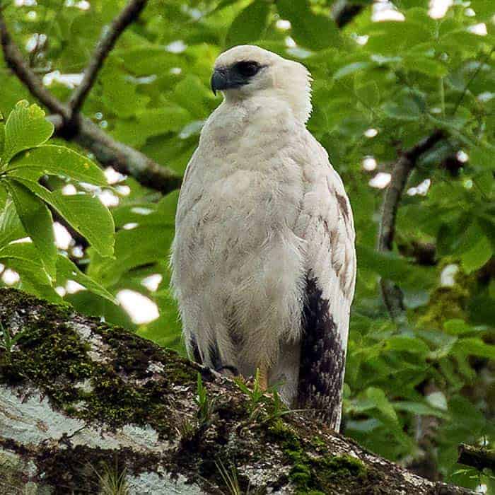 Crested Eagle Crested Eagle