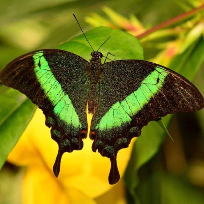 Emerald Swallowtail Emerald Swallowtail